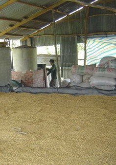 Thiếu trầm trọng máy sấy lúa tại ĐBSCL