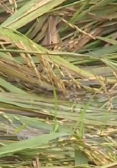 Bạc Liêu giúp nông dân cứu 40.000ha lúa gãy đổ