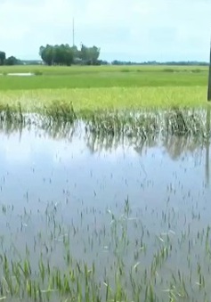 Phú Yên: 6.000 ha lúa Hè Thu bị ảnh hưởng do bão số 4