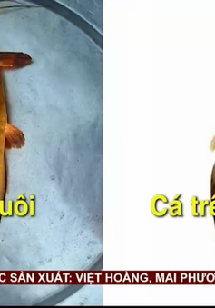 Cách phân biệt cá trê vàng và cá trê bị nhuộm hóa chất