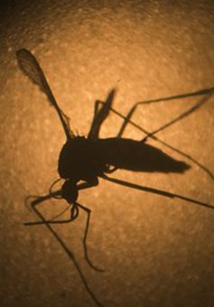 Chất liệu chống muỗi hiệu quả gấp 6 lần bình xịt
