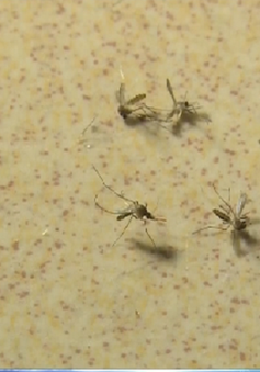 Người dân Bạc Liêu lo lắng vì muỗi nhiều bất thường
