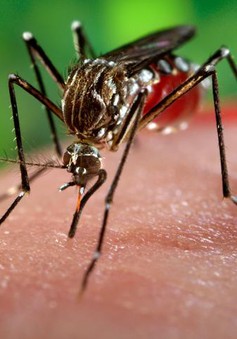 Mỹ chi gần 600 triệu USD chống virus Zika