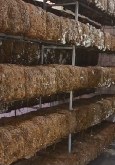 Hiệu quả trồng nấm rơm trong nhà kín tại ĐBSCL