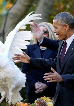 Tổng thống Obama phóng sinh gà tây nhân ngày lễ Tạ ơn