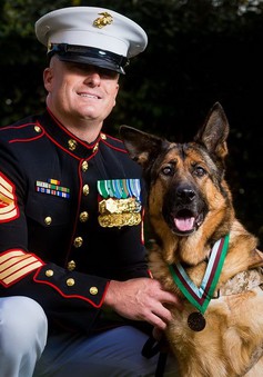 Chó đặc nhiệm Mỹ nhận huân chương quân đội cao quý của Anh
