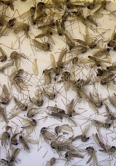 Muỗi xuất hiện nhiều bất thường ở các khu dân cư Bạc Liêu