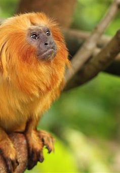 Brazil nỗ lực bảo tồn khỉ vàng sư tử Tamarin