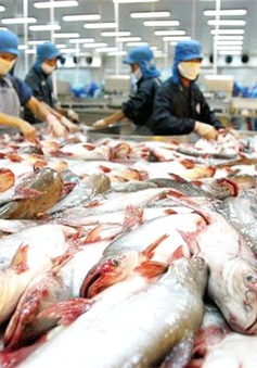 Cá da trơn Việt Nam tiếp tục có cơ hội tại thị trường Mỹ