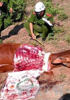 Tái diễn tình trạng trộm bò ở Phú Yên