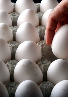 Giá trứng gà tăng cao nhất trong 3 năm qua tại Hàn Quốc
