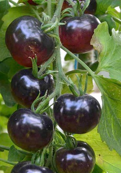 Lâm Đồng: Đầu tư nhiều giống cà chua mới