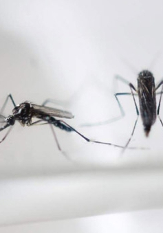 Muỗi biến đổi gen - giải pháp ngăn chặn virus Zika