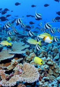 Hơn 90 nước cam kết hàng tỉ USD bảo tồn sinh thái biển