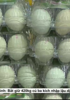 Cận cảnh công nghệ sản xuất trứng gà vỏ xanh