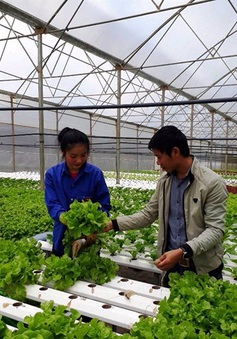 Lâm Đồng phát triển hướng đi mới - trồng rau thủy canh