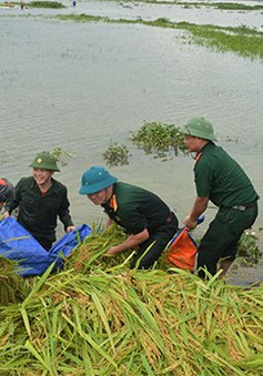 Long An: Bộ đội giúp dân cắt lúa chạy lũ