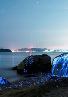 Những bờ biển phát quang ấn tượng vào ban đêm