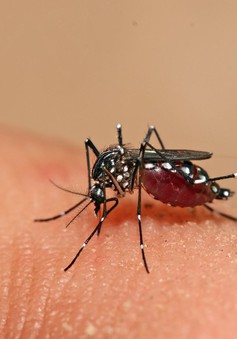 Dấu hiệu nhận biết loại muỗi truyền bệnh sốt xuất huyết