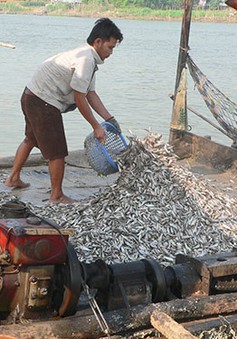 Bảo vệ nguồn lợi thủy sản từ chủ trương cấm khai thác cá linh non