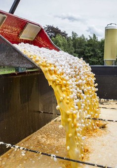 Hà Lan thiệt hại ít nhất 150 triệu Euro do bê bối trứng