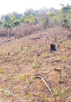 Phổ biến nạn đổ hóa chất phá hoại rừng thông ở Lâm Đồng