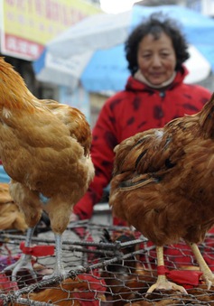 Giá thịt gà "gặp họa" vì dịch cúm H7N9