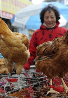 Trung Quốc ghi nhận thêm 2 ca nhiễm cúm A/H7N9