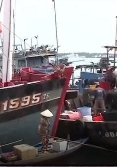 Xây dựng cảng cá Tam Quang (Quảng Nam): Nhiều lo lắng về môi trường