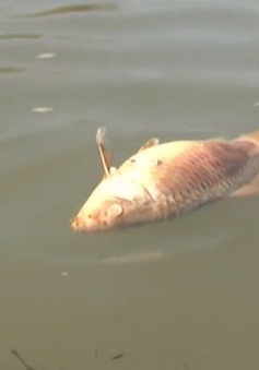 Cá chết bất thường trên sông Bàn Thạch, Quảng Nam