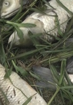 Nghệ An: Cá chết hàng loạt sau sự cố vỡ bể lắng chất thải quặng