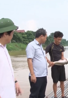 Thủy điện Hòa Bình xả lũ, dân nuôi cá Phú Thọ thiệt hại nặng