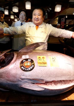 Cá ngừ Nhật Bản giá hơn 13 tỷ đồng trong phiên đấu giá đầu năm