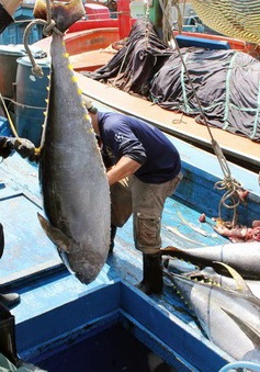 Sản lượng cá ngừ tăng cao trong chuyến biển đầu năm