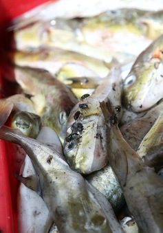 Thu giữ 13 tấn cá nóc không rõ nguồn gốc tại Nghệ An