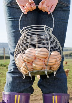 Nông dân Hà Lan điêu đứng vì trứng "bẩn"