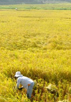 Quảng Nam: Miễn thủy lợi phí gần 86.000ha đất sản xuất nông nghiệp