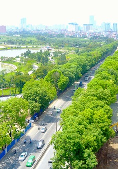 Thành phố Hà Nội sẽ tiếp tục lấy ý kiến về phương án giải tỏa 1.300 cây xanh trên đường Phạm Văn Đồng