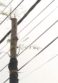 Hà Nội: Cây xanh vừa trồng đã vướng đường dây diện