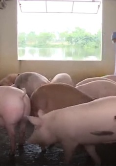 Vĩnh Phúc hỗ trợ thu mua lợn cao hơn giá thị trường 20%