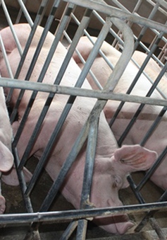 Cần thận trọng trước thông tin xuất khẩu thịt lợn chính ngạch