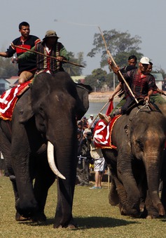 Đông đảo du khách đến xem lễ hội đua voi Tây Nguyên