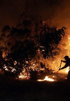 Cháy rừng nghiêm trọng tại Chile, 3 lính cứu hỏa thiệt mạng
