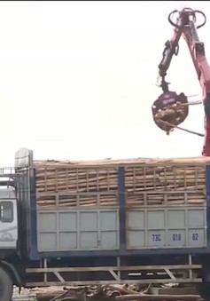 Người dân Hà Tĩnh gặp khó khăn trong tiêu thu gỗ sau bão