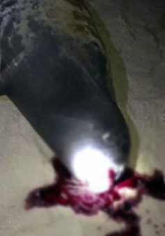 Hải cẩu bị người dân đánh chết tại Bình Thuận
