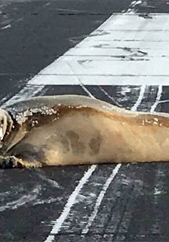 Mỹ: Hải cẩu nằm trên đường băng, sân bay phải tạm ngừng hoạt động