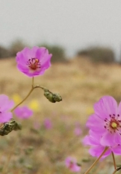 Sự hồi sinh mạnh mẽ của hoa dại trên sa mạc chết tại Chile