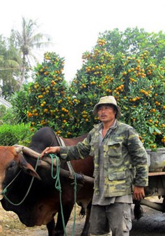 Phú Yên: Lượng hoa Tết vùng thiên tai giảm 50%