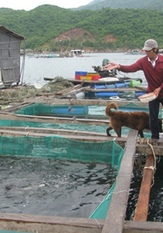 Phú Yên: Di dời bè nuôi cá trái phép ở vịnh Vũng Rô
