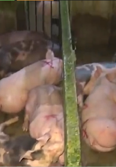 TP.HCM: 200 con lợn bơm nước ở Củ Chi đã bị tiêm thuốc an thần